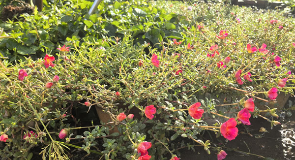 來自富二代成人斗音五金的早（zǎo）會——美麗而溫馨的邂逅|富二代成人斗音五金&東莞合頁（yè）?